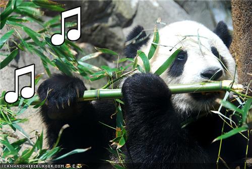[funny-pictures-panda-plays-the-flute.jpg]