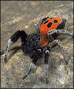 [ladybird+spider.jpg]