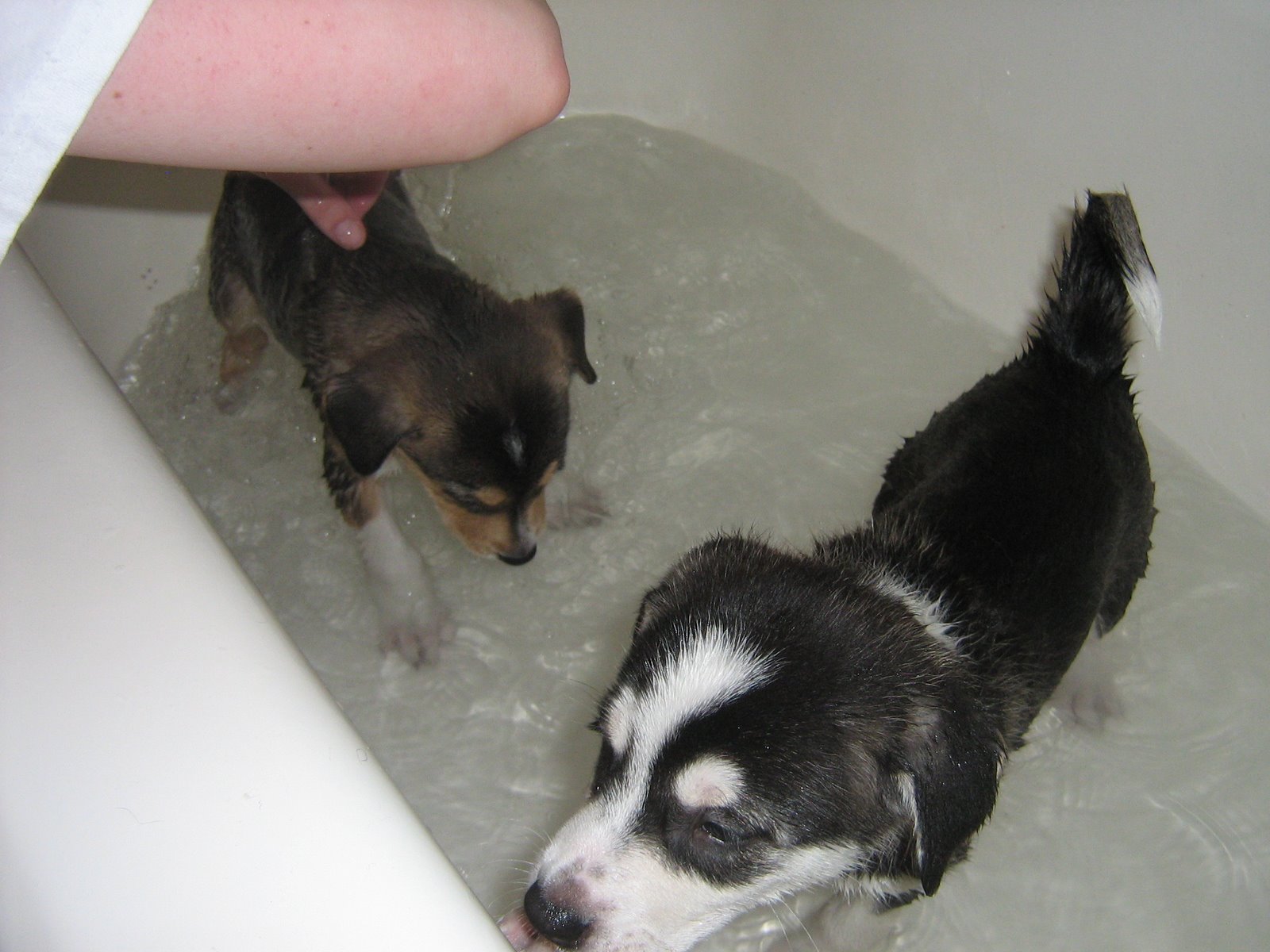 [Penny+and+Lucy+bath.jpg]