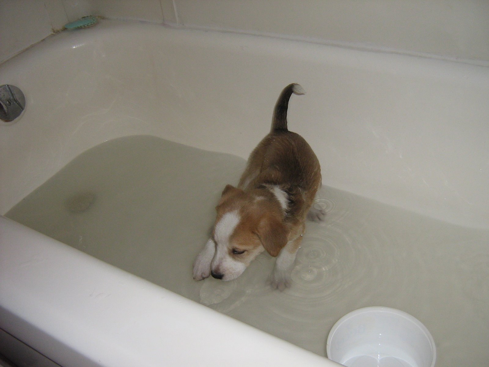 [Sadie+bath.jpg]
