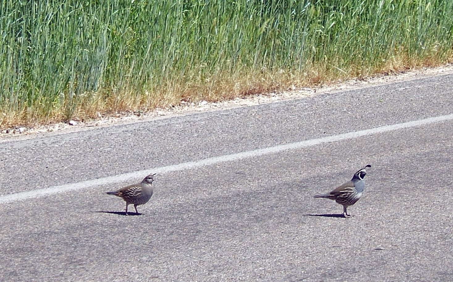 [quail+on+road.jpg]