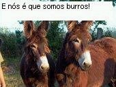 [burros+2.bmp]