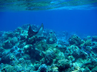 Snorkeling in Huahine