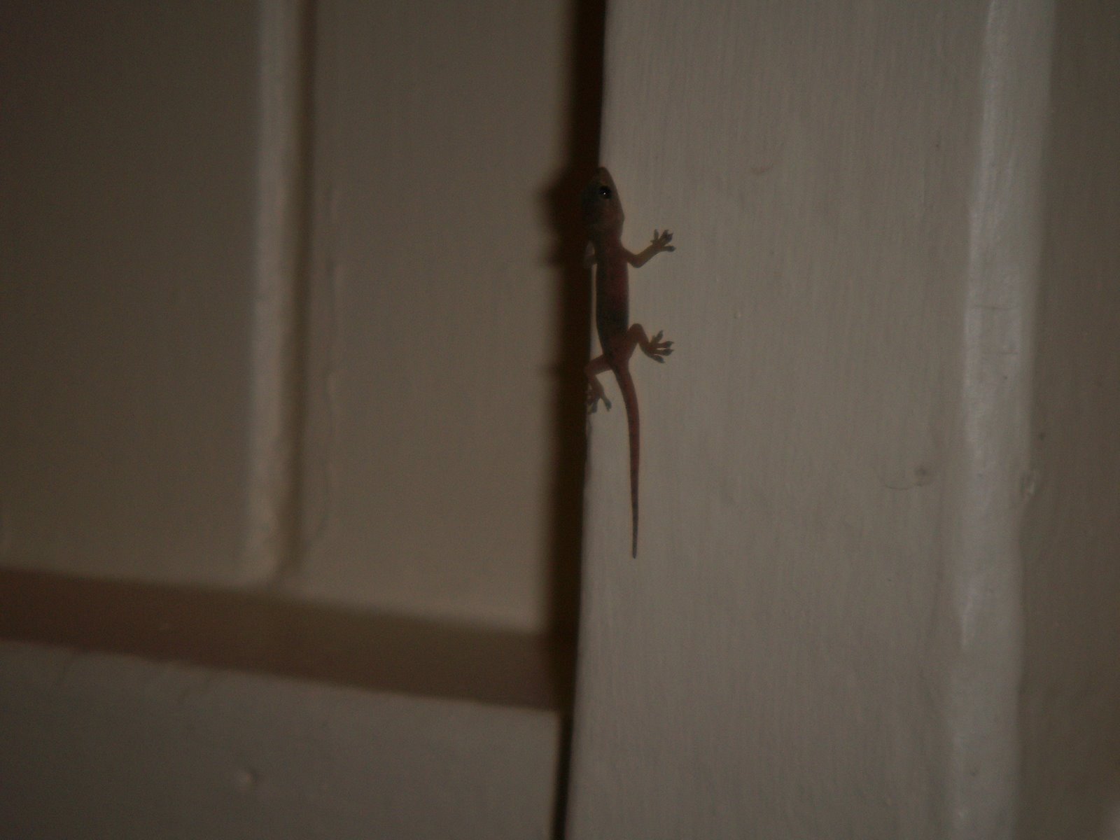 [Baby+Gecko+on+Wall.JPG]