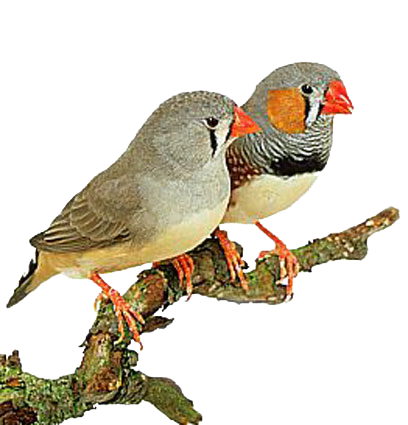 [finches.png]