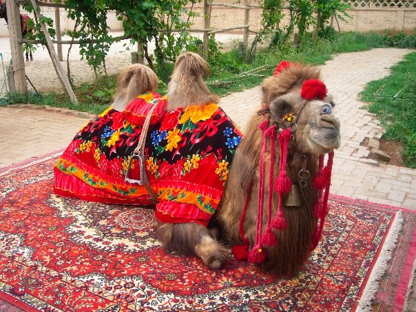 [camel.jpg]