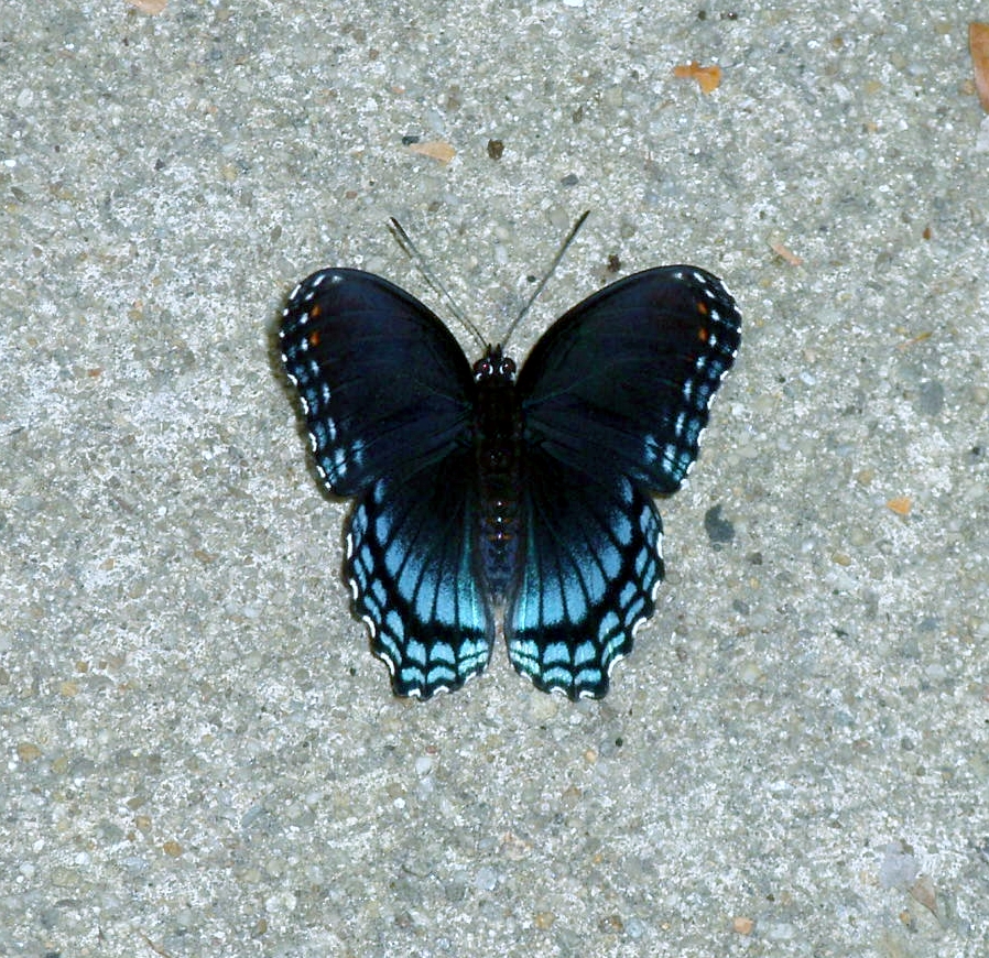 [butterfly+blue.jpg]