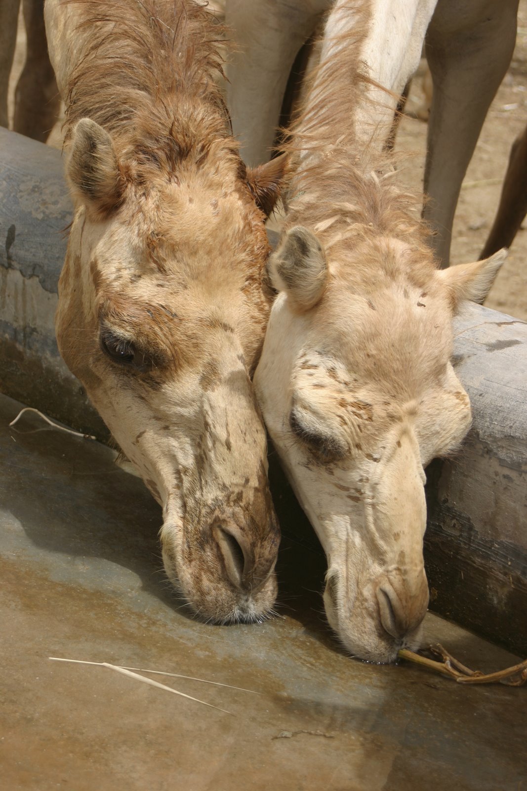 [blog+-+camels.JPG]