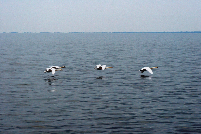 [swans+4+over+lake+St.+Clair+2740-070910-567-collage.jpg]