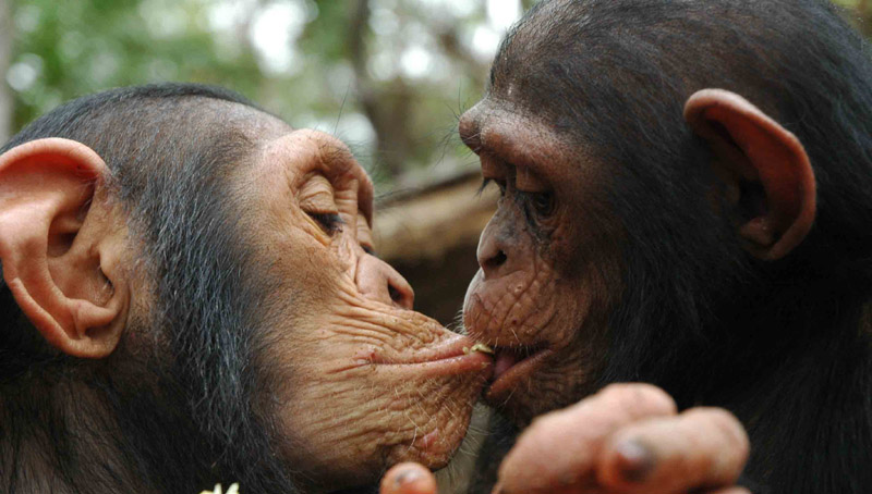 [chimps+kissing+bigger.jpg]