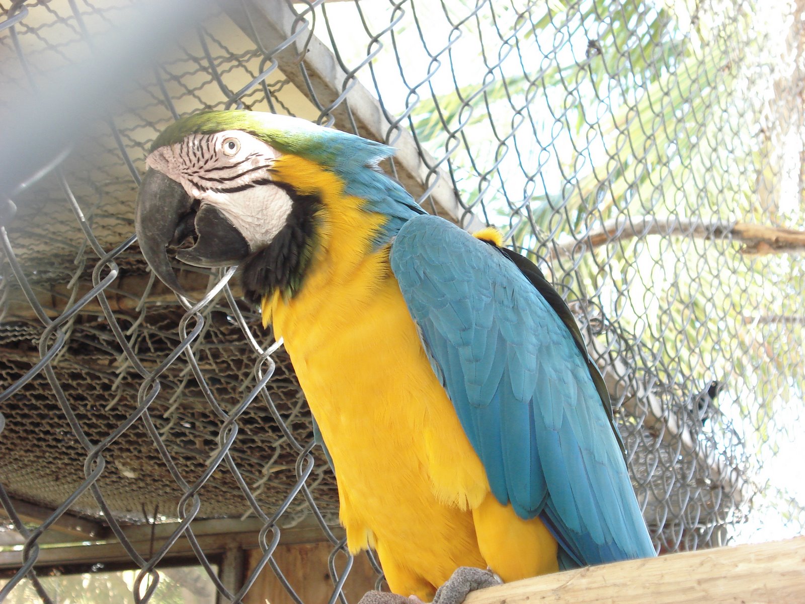 [Macaw+yellow+4.JPG]
