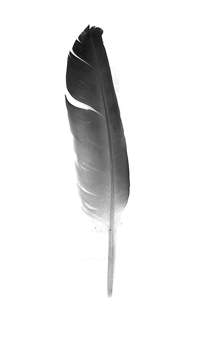 [feather.JPG]