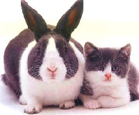 [Bunny+and+Cat.jpg]