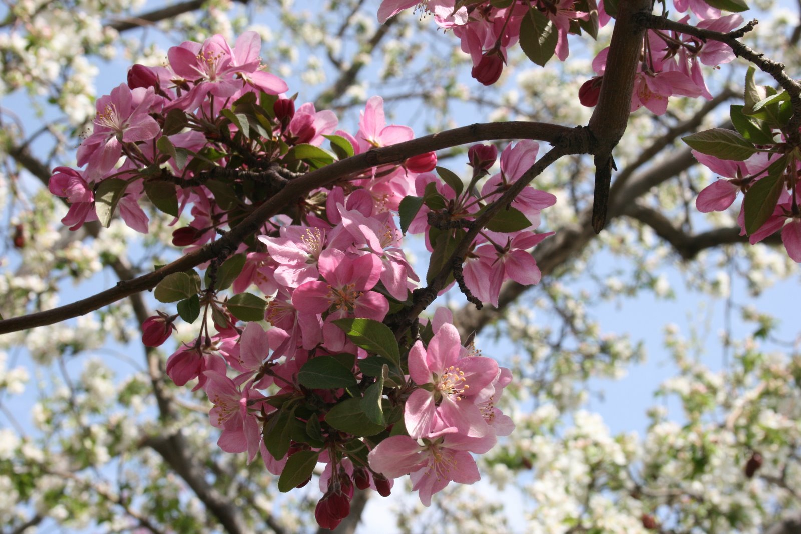 [Spring+005-Blossom+Clise-Up.JPG]