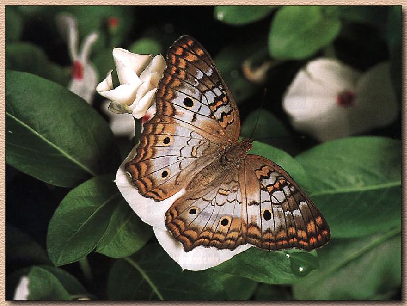 [White+Peacock+Butterfly+3.jpg]
