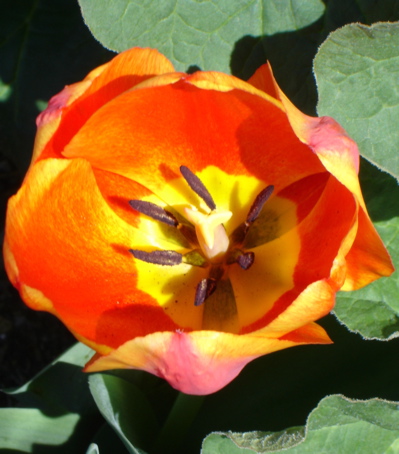 [orange+tulip.JPG]