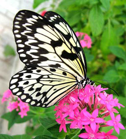[butterfly05.jpg]