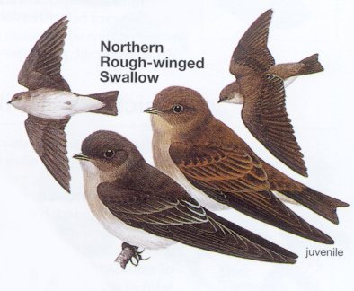[arrival-Swallow-Northern-Rough-winged.jpg]