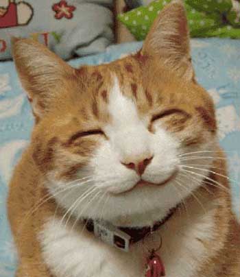 [kucing+smile.jpg]