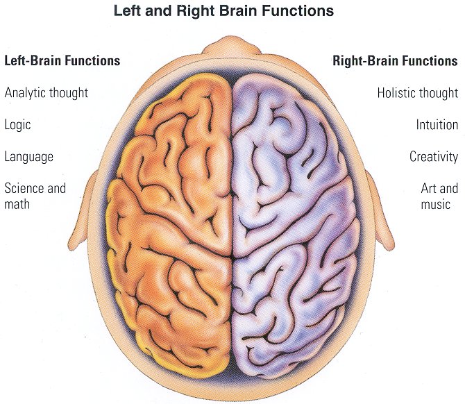 [left_right_brain.jpeg]