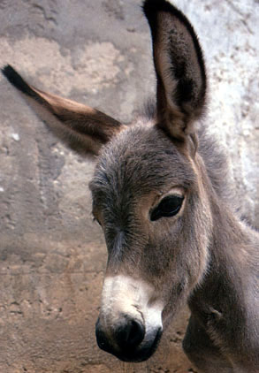 [donkey.jpg]