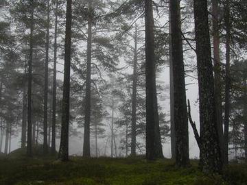 [foggy_trees_imagelarge.jpg]