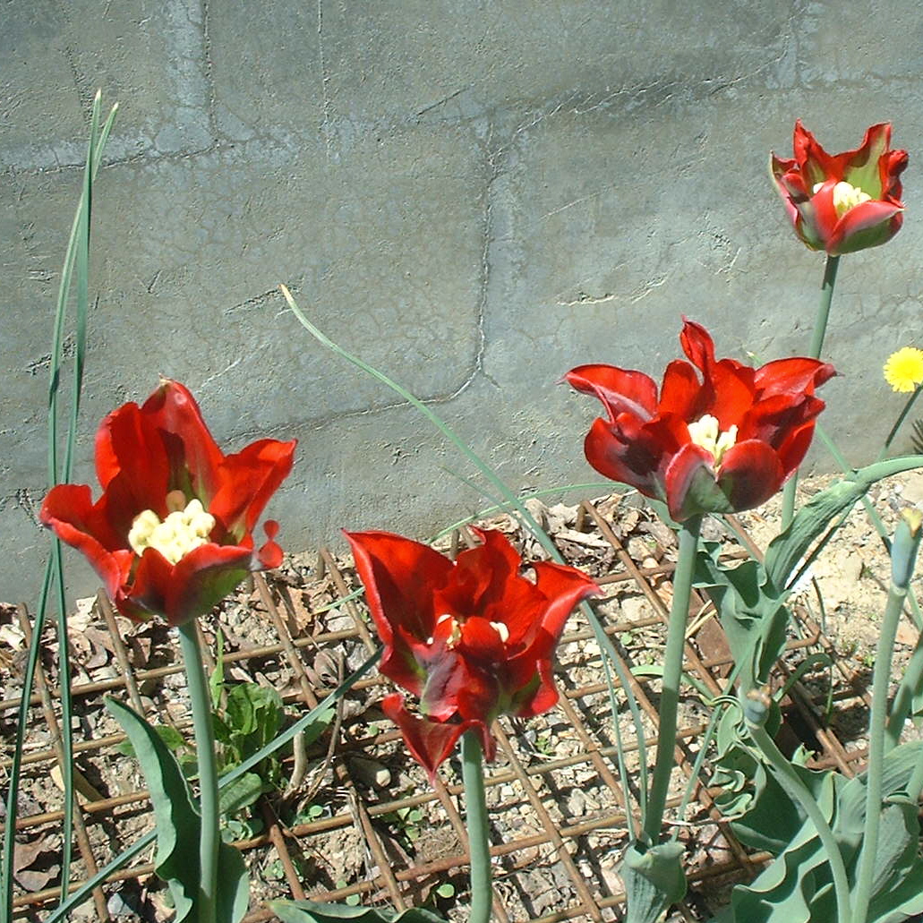 [new+tulips.JPG]