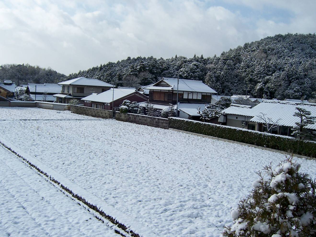 [rice+field+snow+2.jpg]