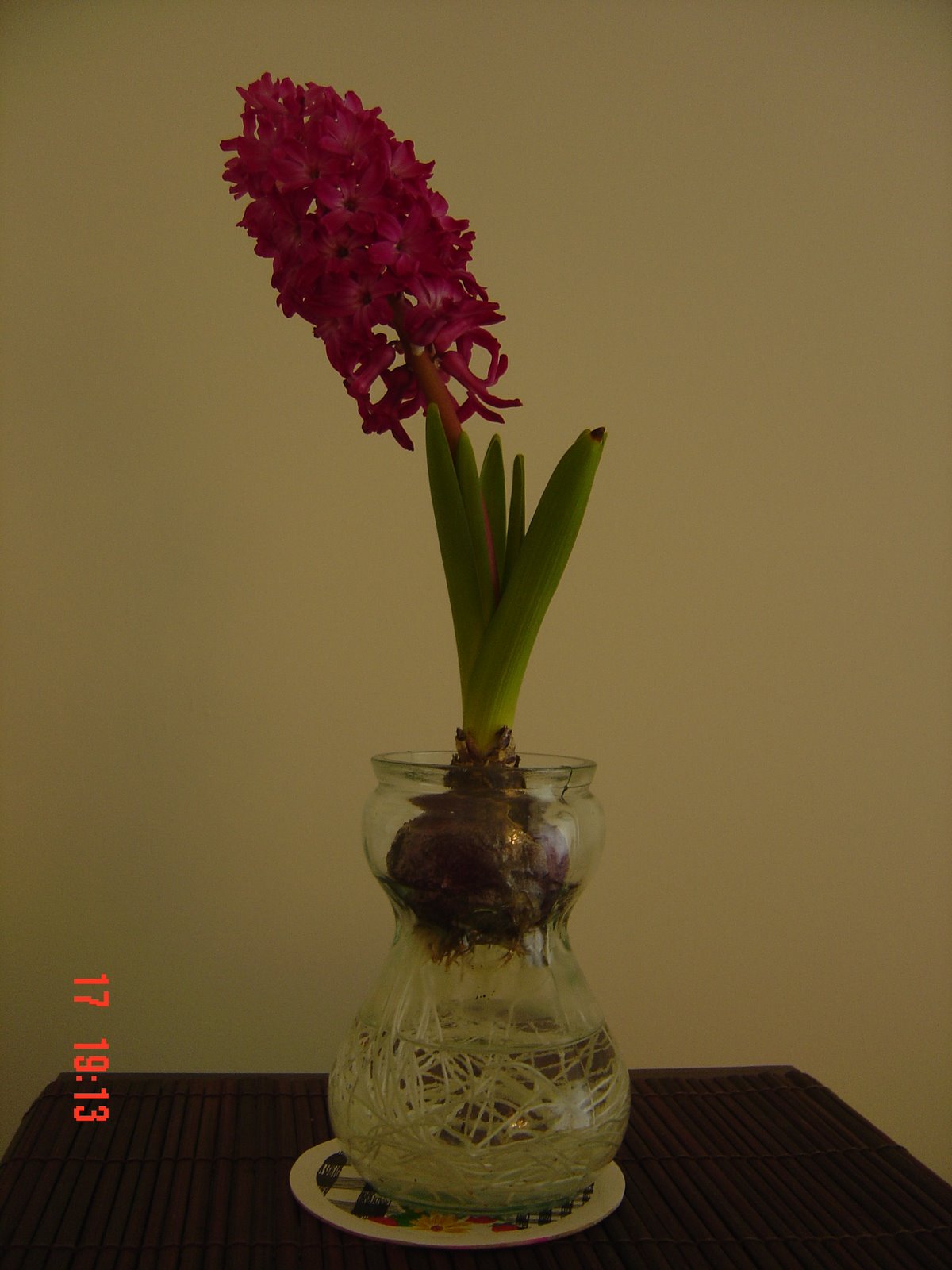 [hyacinth+003.jpg]