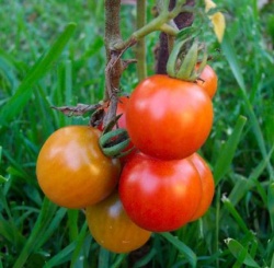 [tomato+plant.jpg]