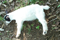 The Fainting (Myotonic) Goat