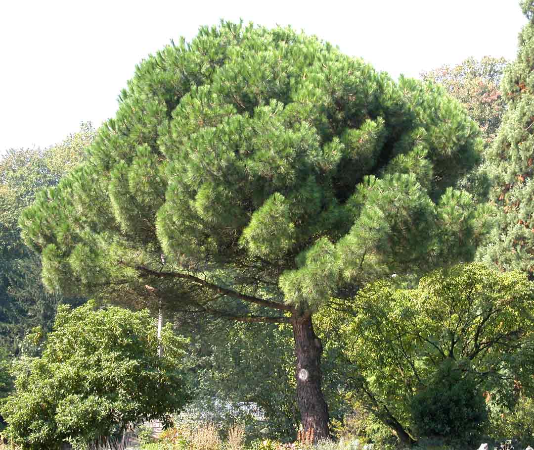 [Pinus_pinea.jpg]
