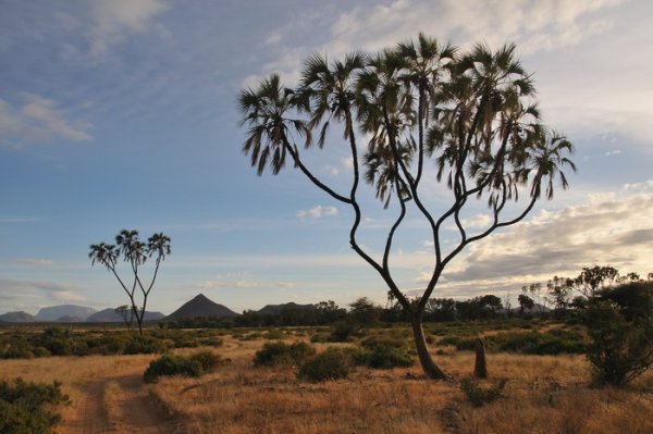 [Morning-beauty-at-Samburu-National-Reserve-Kenya.jpg]