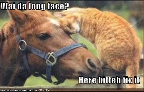[funny-pictures-cat-fixes-your-long-face.jpg]