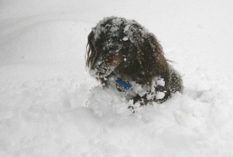 [0104.emma+snow+dog.jpg]