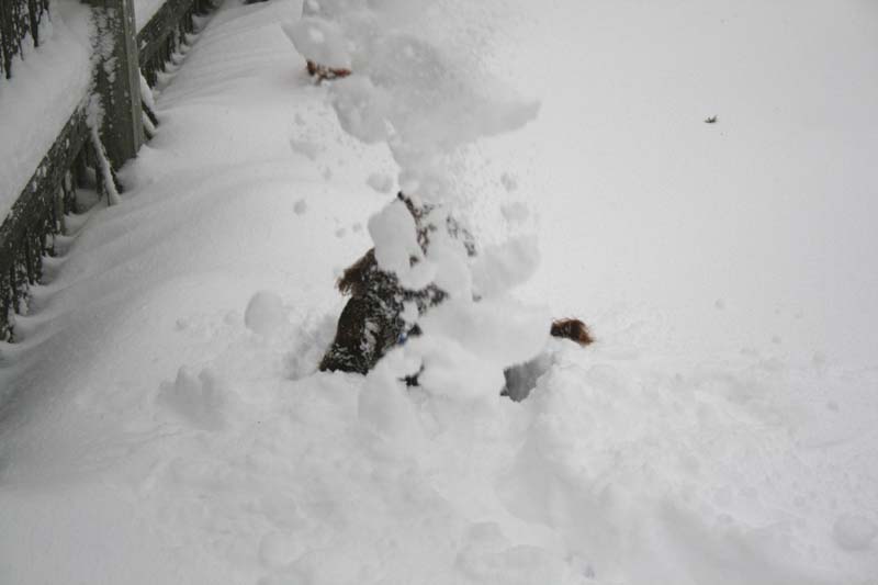 [0101.emma+snow+dog.jpg]