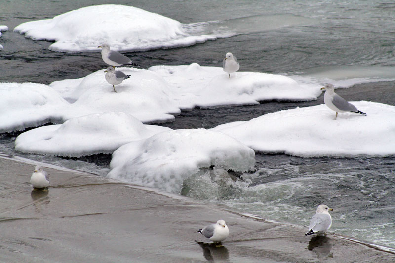 [5266.ringbilled+gulls.snow.jpg]