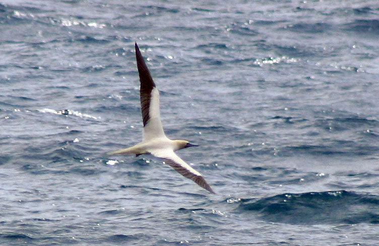 [6713.red-footed+booby.jpg]