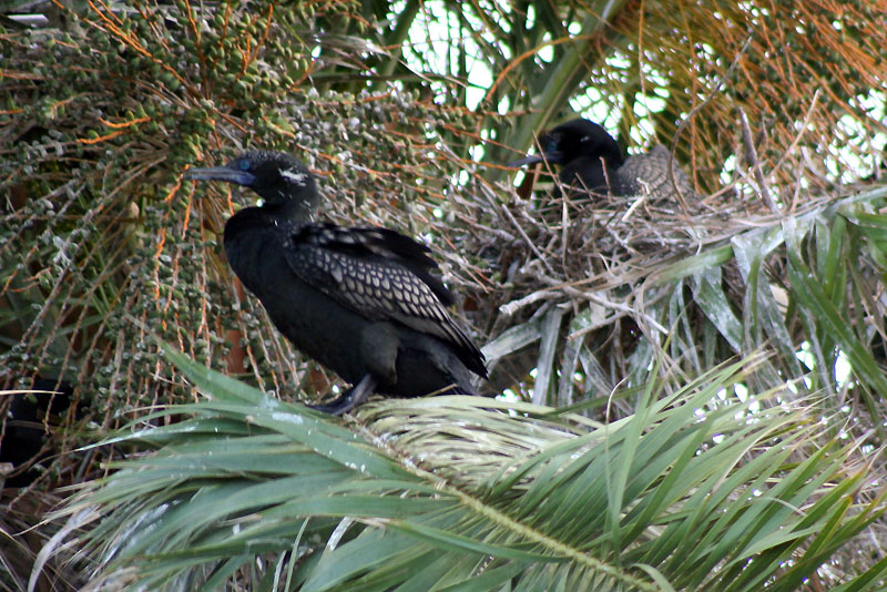 [8402.little+black+cormorants.nesting.jpg]