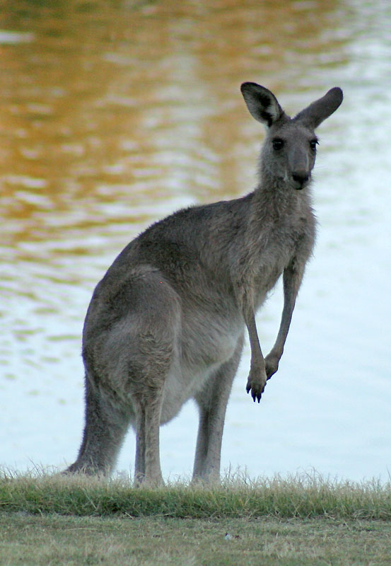 [7761.kangaroo.jpg]