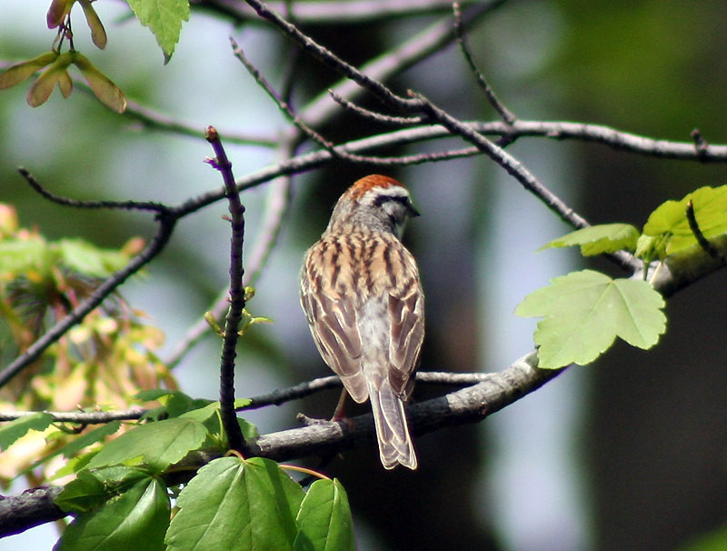 [9861.chipping+sparrow.jpg]