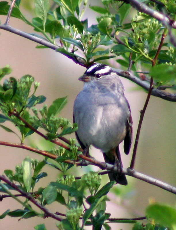 [0033.white-crowned+sparrow.jpg]