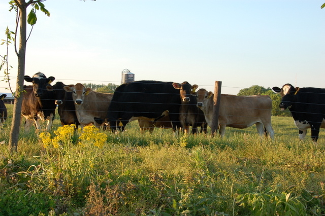 [3535.cows.JPG]