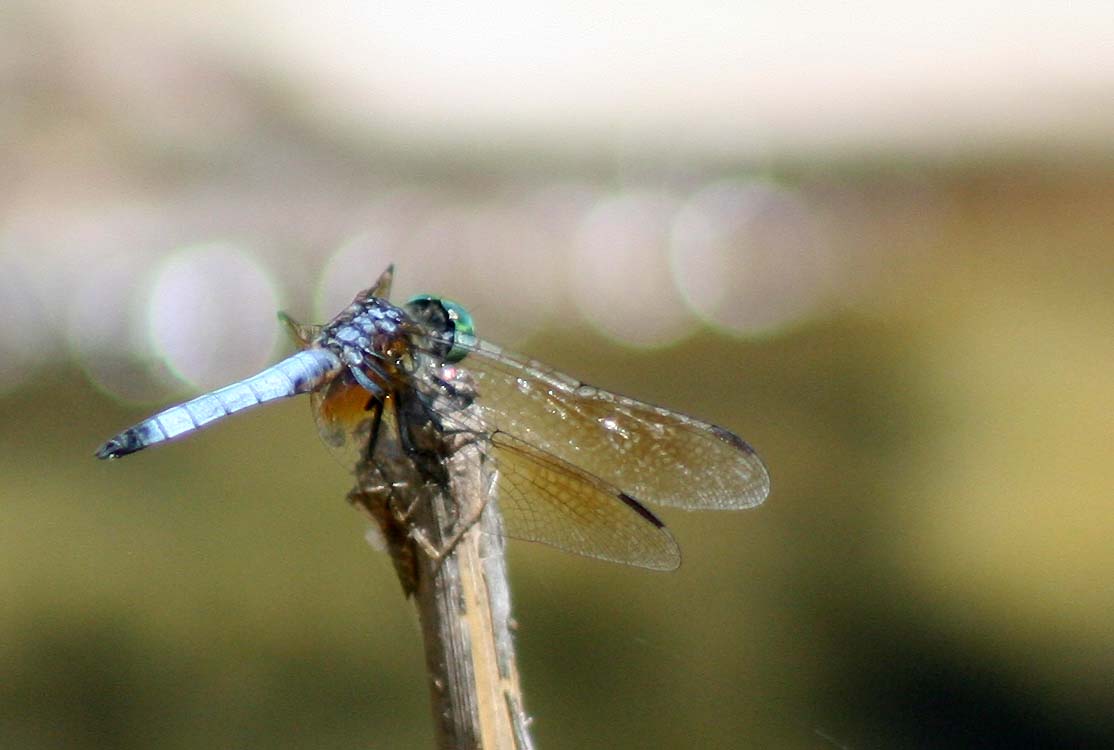 [3481..dragonfly.jpg]