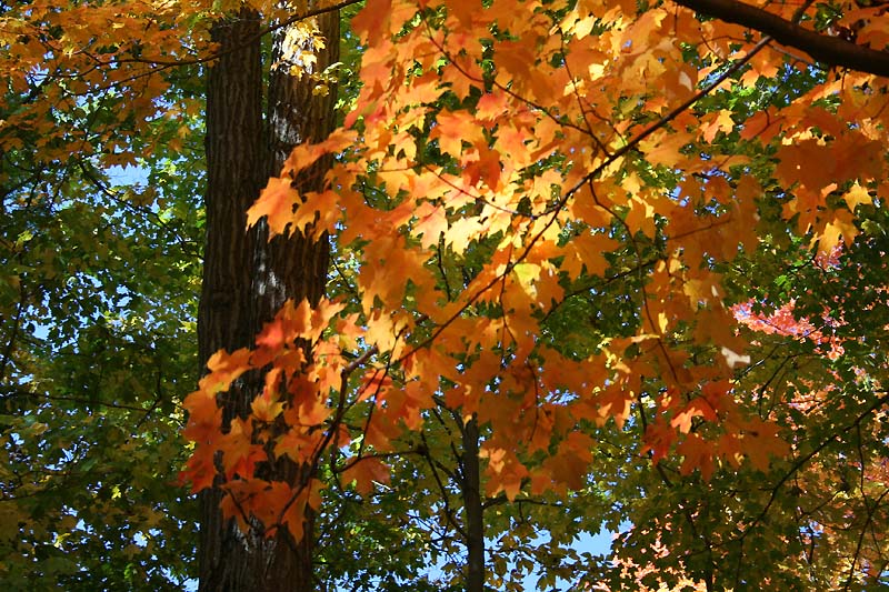 [5116.fall+foliage.highbanks.jpg]