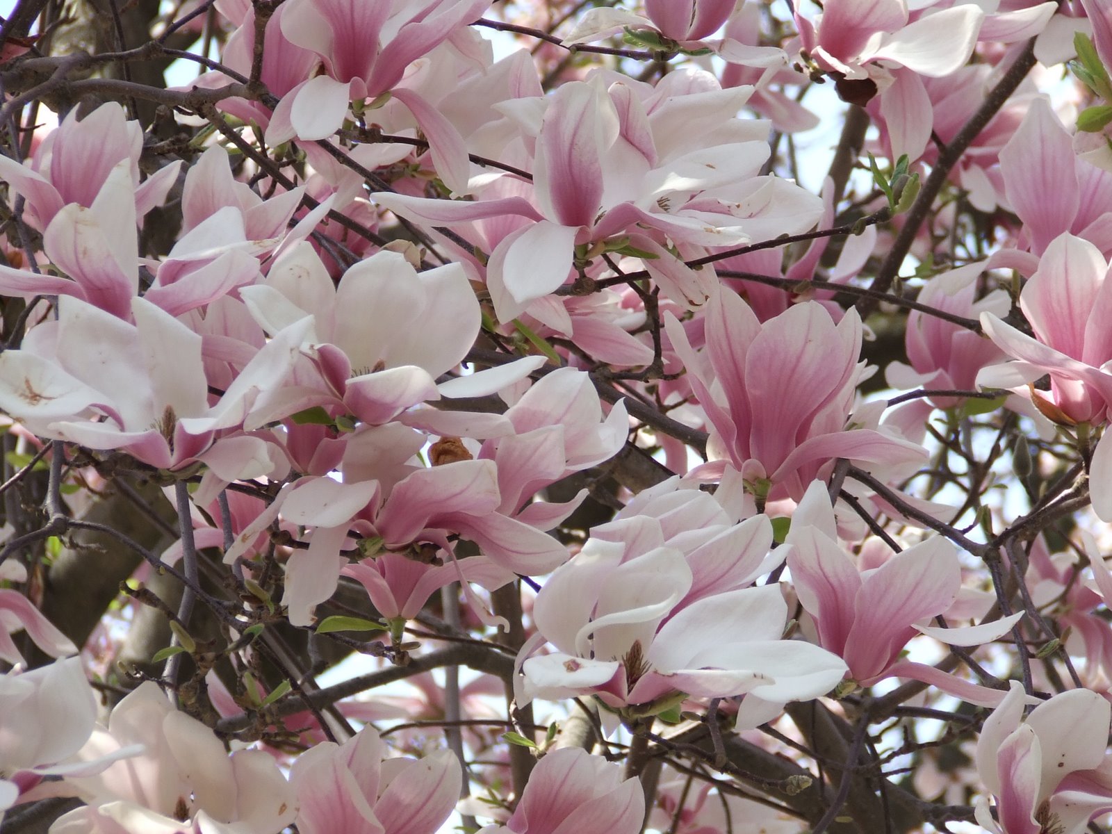 [magnolia+flowers.JPG]