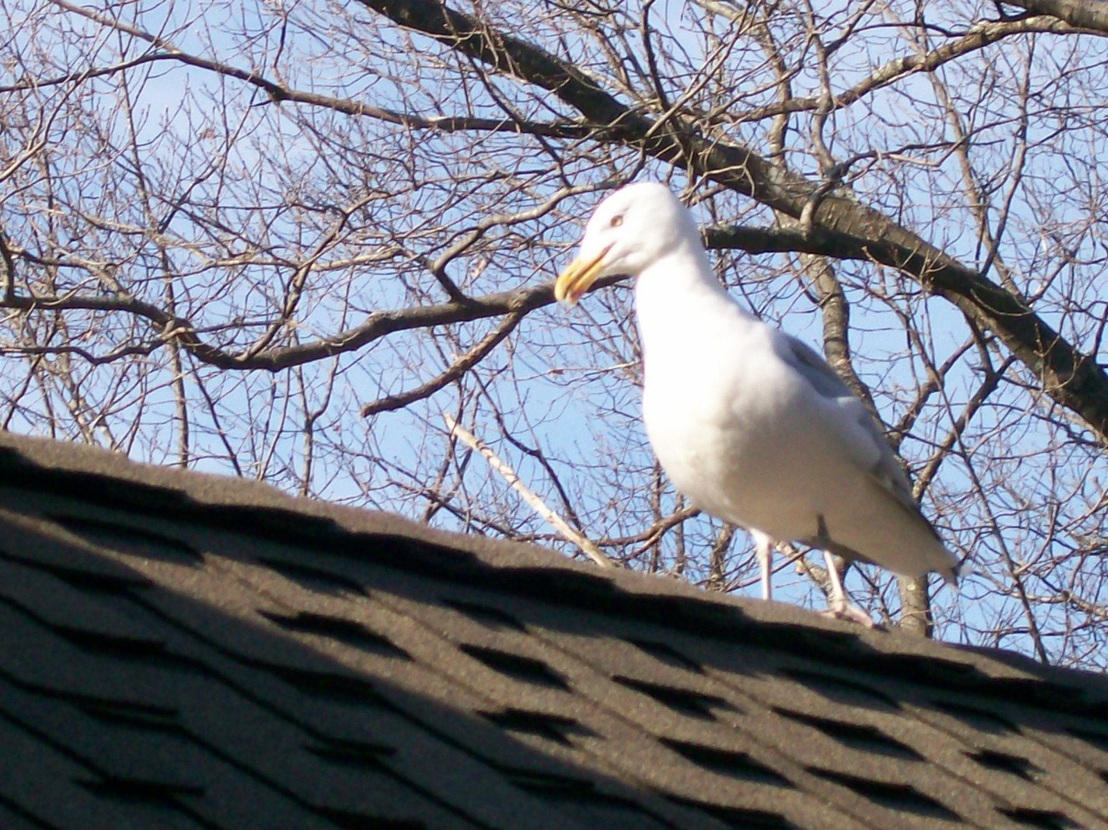 [seagull+on+roof+march+23+2008.jpg]