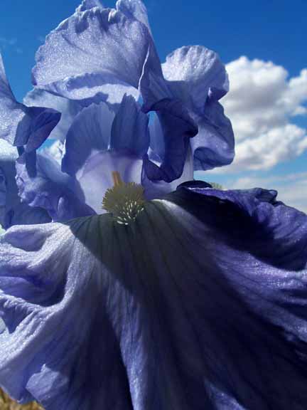 [Iris+blue.jpg]