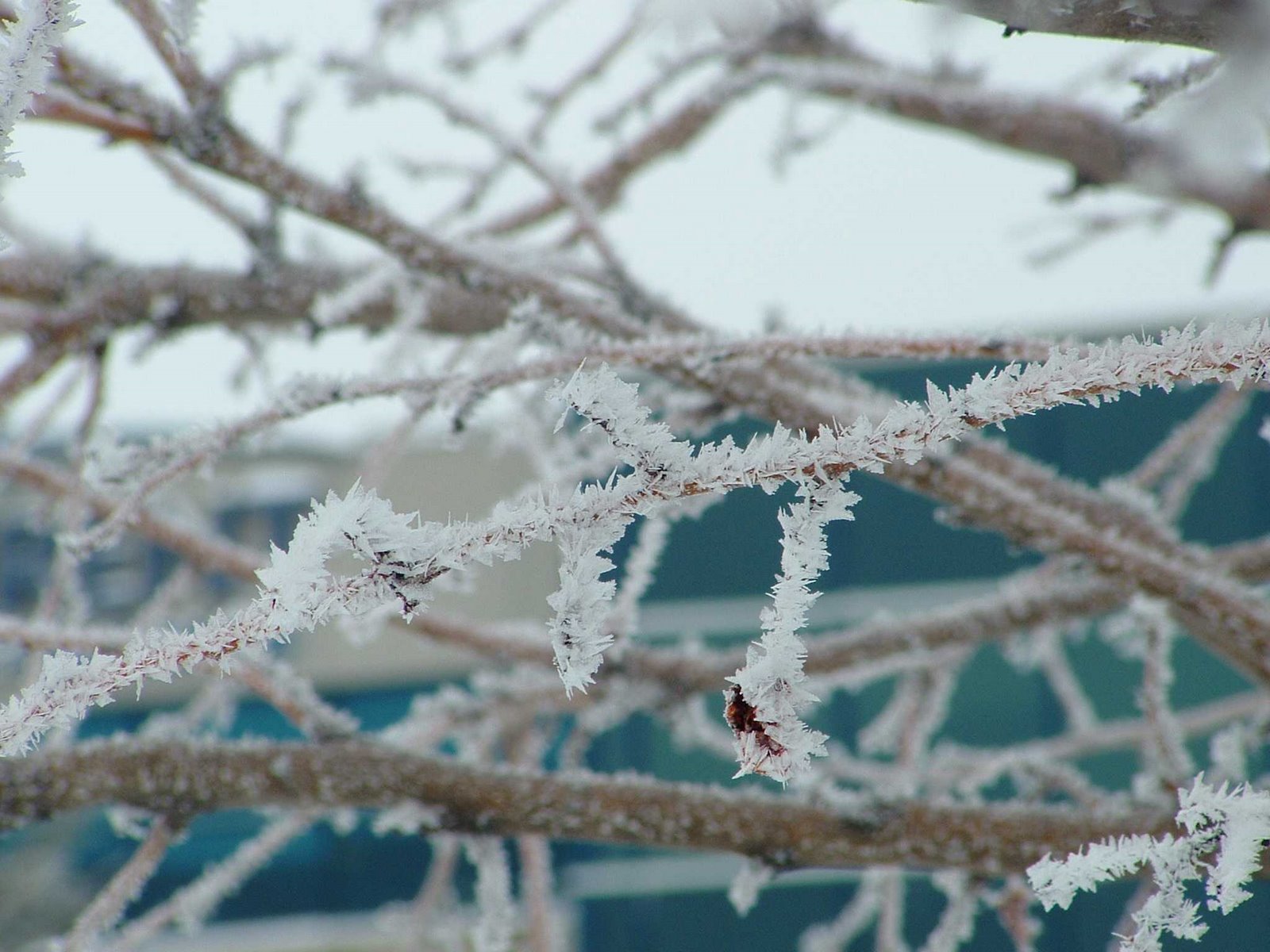 [delicate-snowy-tree-branch.jpg]