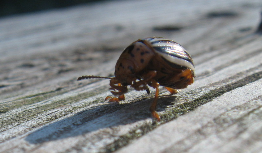 [Beetle.jpg]